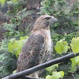 Redtail hawk