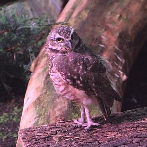 Burrowing owl