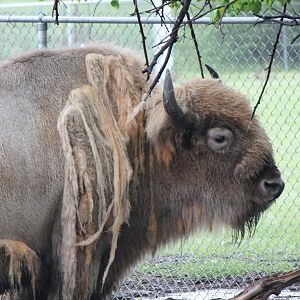 Shedding bison