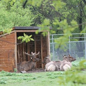 Elk in shelter