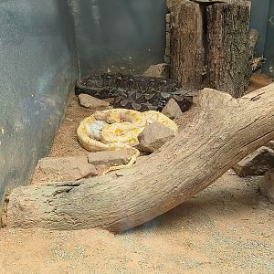 Reticulated Python
