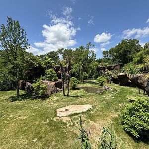 Komodo Dragon Exhibit