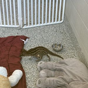 Baby Fanaloka, Rocket