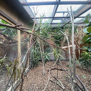 Pied Tamarin Indoor Exhibit: