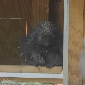 Wetlands - Baby North American Porcupine
