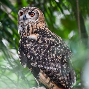 Bengal Eagle-owl