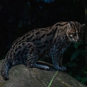 Fishing Cat
