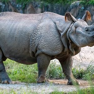 Indian Rhinoceros