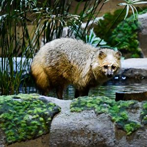 Japanese Raccoon Dog