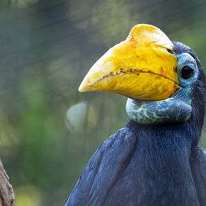 Wrinkled hornbill : Cotswold WP : 09 May 2024