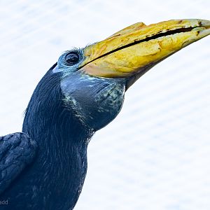 Wrinkled hornbill : Cotswold WP : 09 May 2024