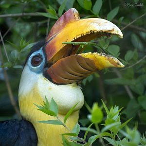 Wrinkled hornbill : Cotswold WP : 09 May 2024