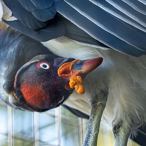 King vulture : Cotswold WP : 09 May 2024