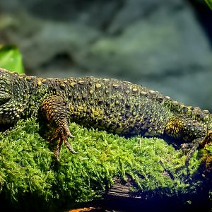Chinese crocodile lizard : Whipsnade : 24 May 2024