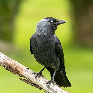 Eurasian jackdaw (wild) : Whipsnade : 24 May 2024