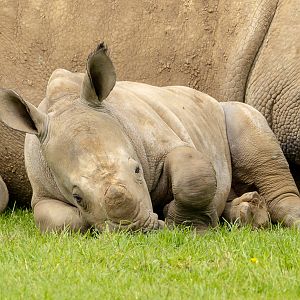 Southern white rhinoceros : Whipsnade : 24 May 2024