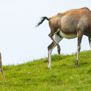 Blesbok : Whipsnade : 24 May 2024