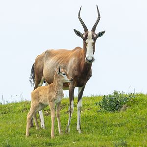 Blesbok : Whipsnade : 24 May 2024