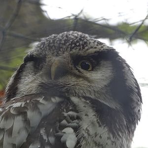 Northern hawk owl (Surnia ulula ulula)