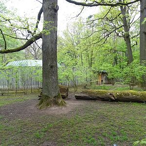 Babirussa outdoor enclosure (Tapir House)