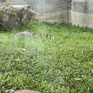 Passion the crocodile