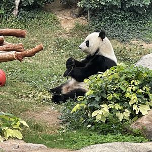 Giant Panda (Ailuropoda melanoleuca)