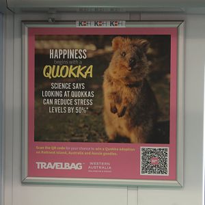 Quokka poster
