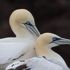 Northern Gannets, Bass Rock
