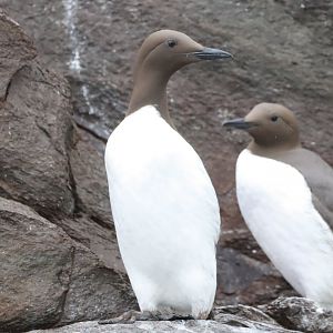 Common guillemots, Bass Rock