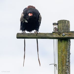 Bateleur : Whipsnade : 24 May 2024