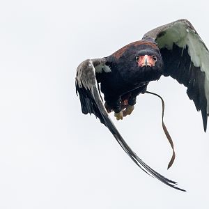 Bateleur : Whipsnade : 24 May 2024