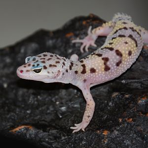Pakistan leopard gecko (Eublepharis macularius montanus)