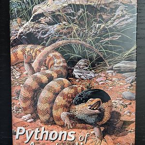 Pythons of Australia