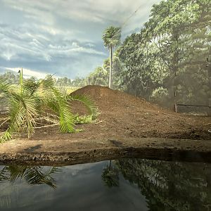 Cuban Crocodile Nest