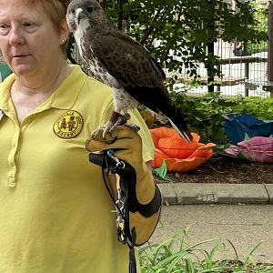 Hawaiian Hawk With Docent
