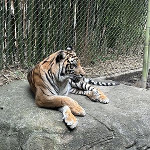 Sumatran Tiger Watching Babirusa