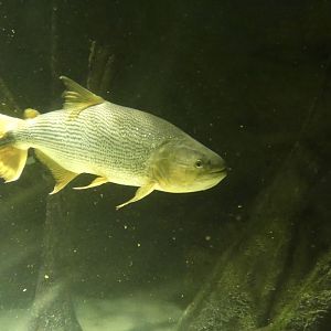 Fish ID? - Zoo Antwerpen
