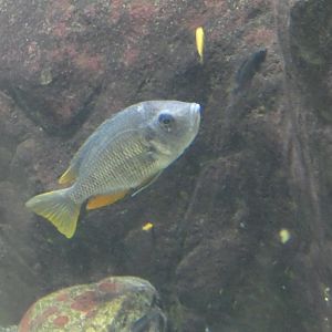 Fish ID? - Zoo Antwerpen