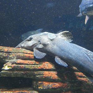 Fish ID? - Zoo Antwerpen