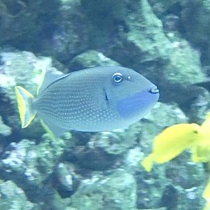 Fish ID? - Zoo Antwerpen