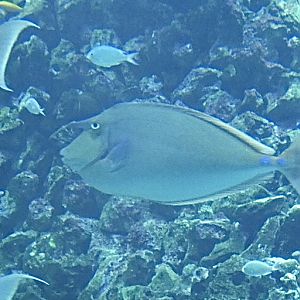 Fish ID? - Zoo Antwerpen