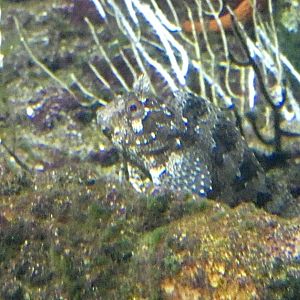 Fish ID? - Zoo Antwerpen