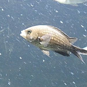 Fish ID? - Zoo Antwerpen