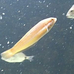 Fish ID? - Zoo Antwerpen