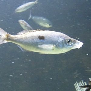 Fish ID? - Zoo Antwerpen