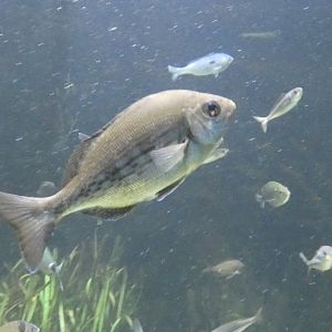 Fish ID? - Zoo Antwerpen