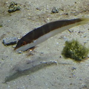 Fish ID? - Zoo Antwerpen