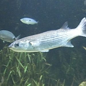 Fish ID? - Zoo Antwerpen
