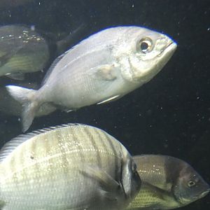 Fish ID? - Zoo Antwerpen