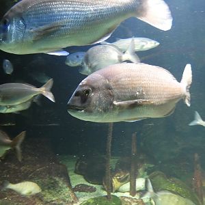 Fish ID? - Zoo Antwerpen
